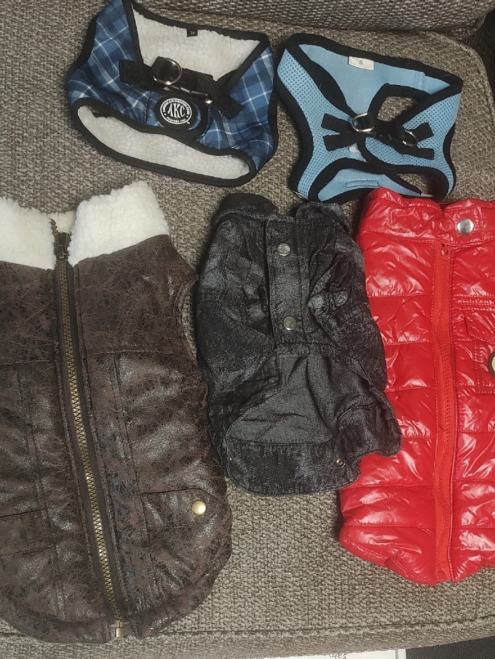 Assorted Small Dog Jackets & Harnesses - Blue, Red, Brown, Black
